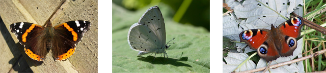 Butterflies - CC Attribution: Laurence Livermore, L. B. Tettenborn, Richard Dorrell